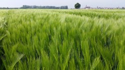 ORZO IBRIDO -  TEKTOO SY