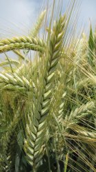 TRITICALE -  RIVOLT LG