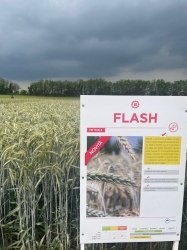 TRITICALE - FLASH (LG)